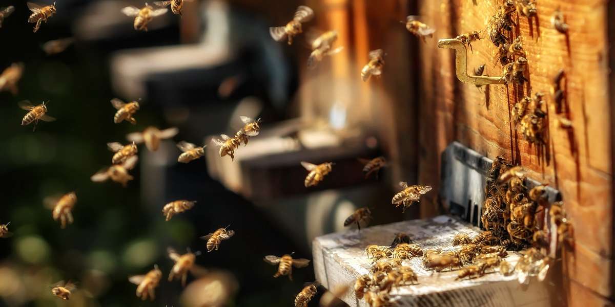 Alles was Sie schon immer über Propolis wissen wollten